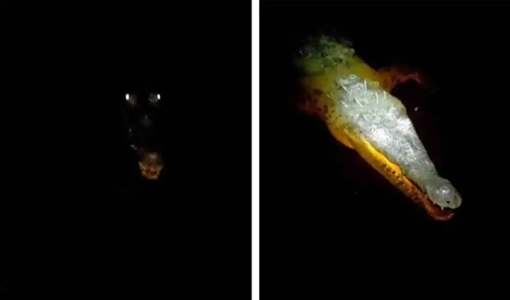 Desliza las imágenes para ver la impactante experiencia que vivió un joven al sumergir su mano en un lago en plena oscuridad. Foto: Caters Clips/ YouTube