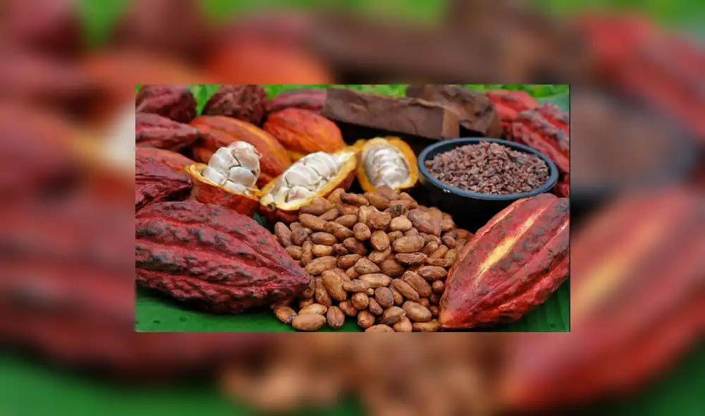 Agricultura: Precio del cacao se recuperaría este año