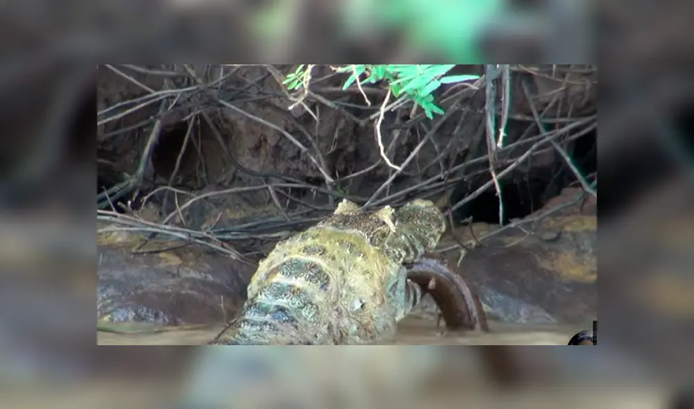 Desliza hacia la izquierda para ver el brutal enfrentamiento de los reptiles que se ha vuelto viral en YouTube. Desliza hacia la izquierda para ver el brutal enfrentamiento de los reptiles que se ha vuelto viral en YouTube.