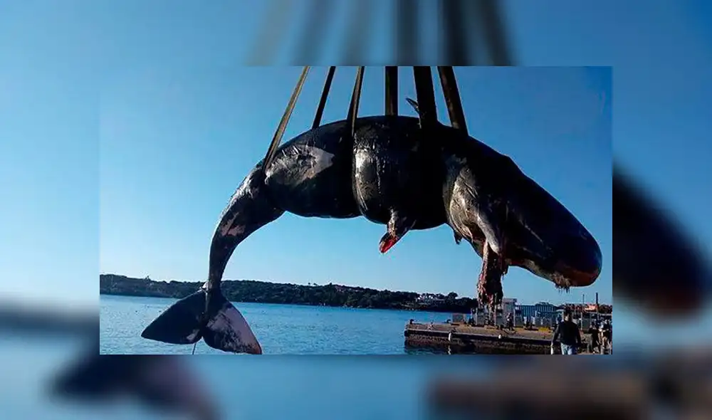 Ballena preñada muere con 22 kilos de basura plástica en estómago [FOTOS]