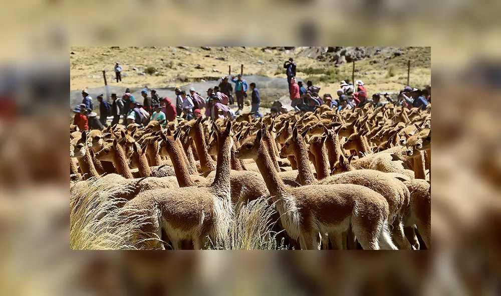 Espectáculo. Este ancestral método de captura tiene gran potencial turístico. Espectáculo. Este ancestral método de captura tiene gran potencial turístico.