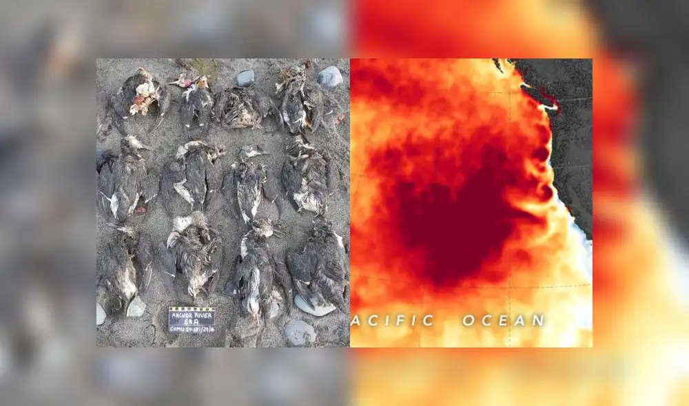La masa de agua anormalmente cálida causó alrededor de un millón de muertes en aves marinas. Imágenes: Universidad de Washington / NASA. La masa de agua anormalmente cálida causó alrededor de un millón de muertes en aves marinas. Imágenes: Universidad de Washington / NASA.