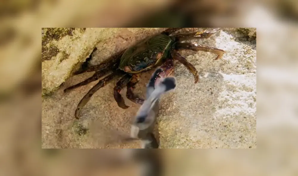 YouTube viral: tortuga bebé estuvo a punto de morir por un cangrejo, pero hizo esto [VIDEO]