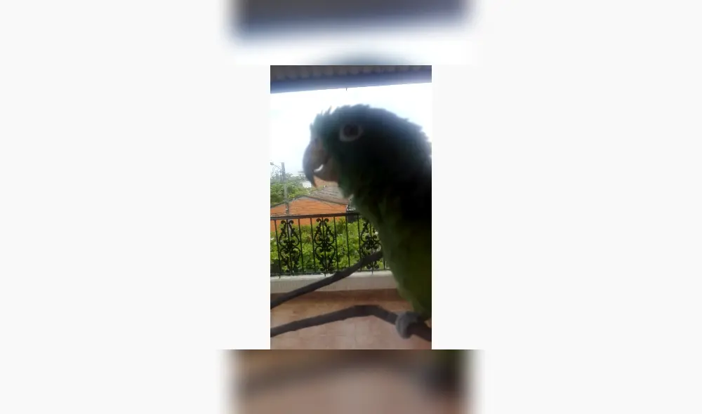 Desliza para ver los detalles de este video viral publicado en YouTube. Foto: Captura. Desliza para ver los detalles de este video viral publicado en YouTube. Foto: Captura.