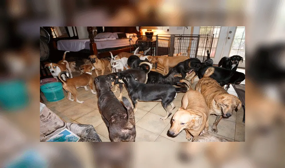 Huracán Dorian: Historia del milagroso rescate de 97 perros conmueve al mundo [FOTOS]