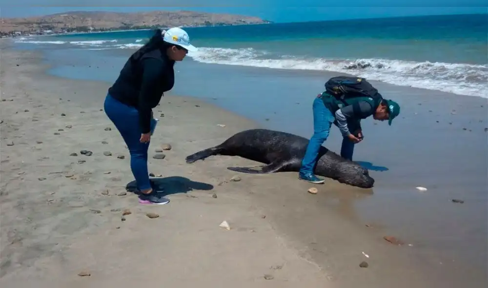 Según los vecinos informaron a los agentes policiales, los lobos estarían siendo envenenados por algunos pescadores. Foto: referencial Según los vecinos informaron a los agentes policiales, los lobos estarían siendo envenenados por algunos pescadores. Foto: referencial