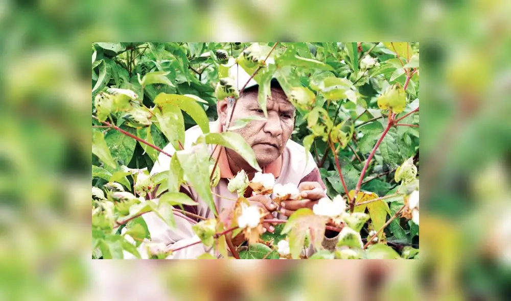 Agricultores volverán a sembrar algodón en la región Piura. Foto: La República