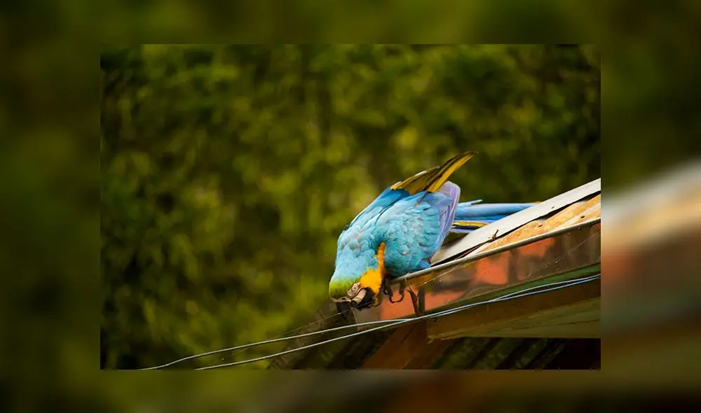 Un viaje por carretera desde Lima a Oxapampa puede tomar hasta 15 horas con mal clima. Foto: difusión