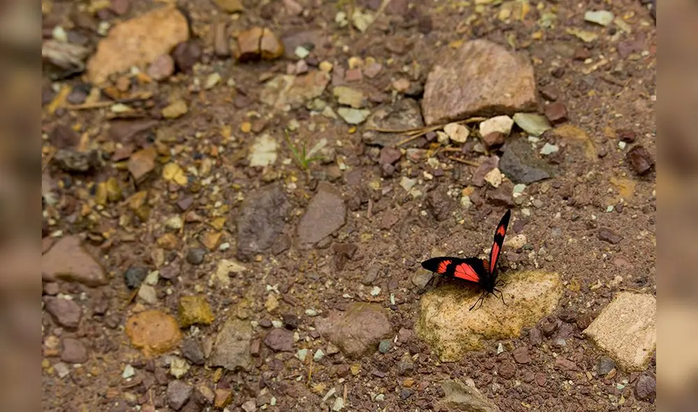 El sello Safe Travels al Destino Turístico considera seis circuitos y rutas turísticas en Oxapampa. Foto: difusión El sello Safe Travels al Destino Turístico considera seis circuitos y rutas turísticas en Oxapampa. Foto: difusión