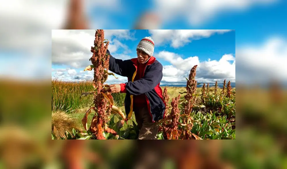 Proyecto inició en el 2013 con un financiamiento de S/ 300.000. Foto: difusión