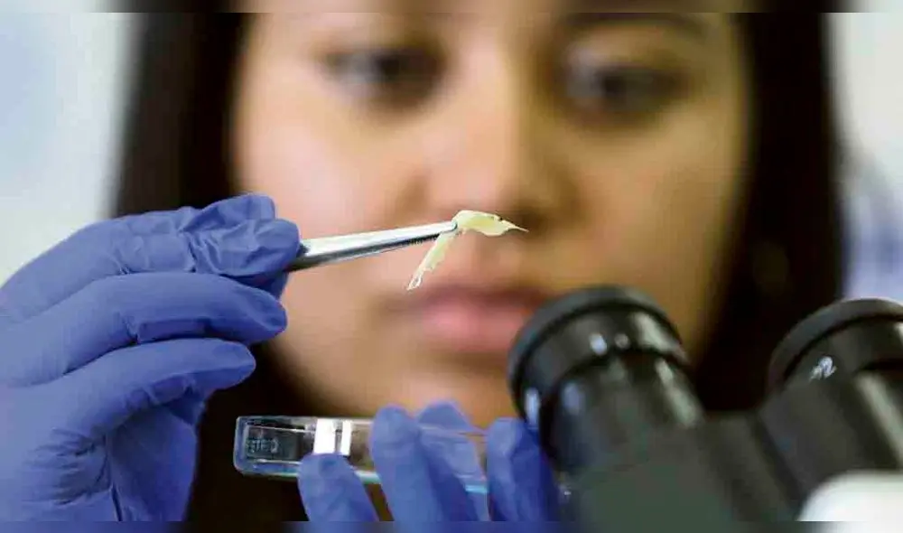 Los microplásticos se sumarían a otras perturbaciones causadas por el ser humano. Foto: referencial/La República