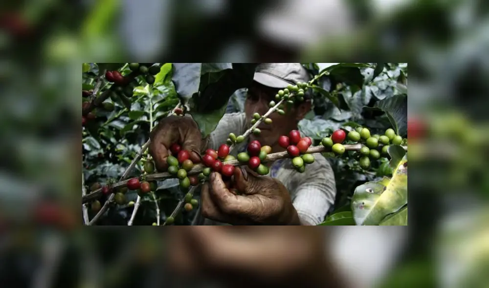 En busca de una solución, 12 cooperativas cafetaleras están asociando el cultivo del grano aromático con agroforestería. Foto: La República
