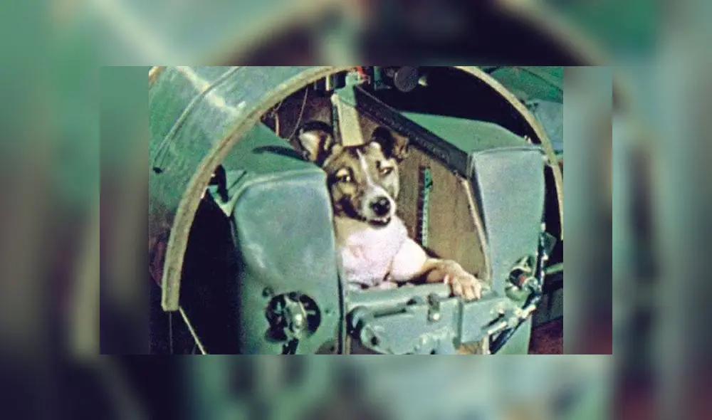 Laika, la perra astronauta, fue enviada en un viaje sin retorno al espacio. Foto: AP