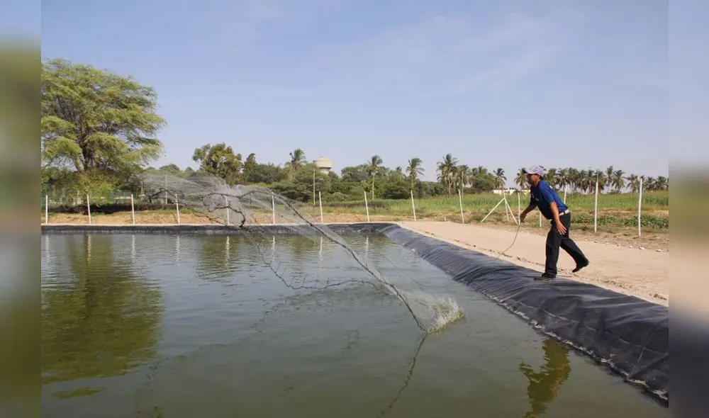 Potencial. A pesar de que la producción pesquera es sexta en el mundo, la de acuícola se ubicó en el puesto 37 en el 2018. Foto: Andina Potencial. A pesar de que la producción pesquera es sexta en el mundo, la de acuícola se ubicó en el puesto 37 en el 2018. Foto: Andina