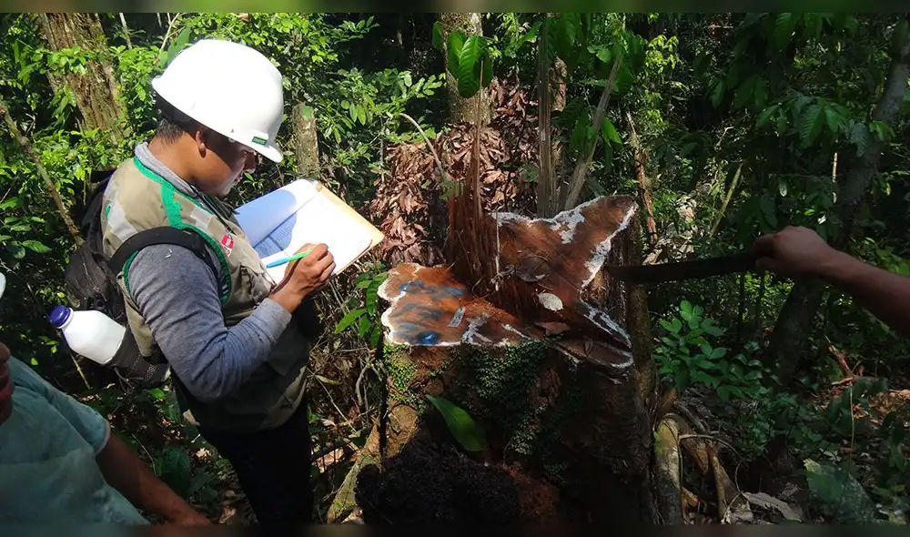 OSINFOR se encarga de fiscalizar los recursos forestales, fauna silvestre y los servicios ambientales provenientes del bosque. Foto: difusión OSINFOR se encarga de fiscalizar los recursos forestales, fauna silvestre y los servicios ambientales provenientes del bosque. Foto: difusión