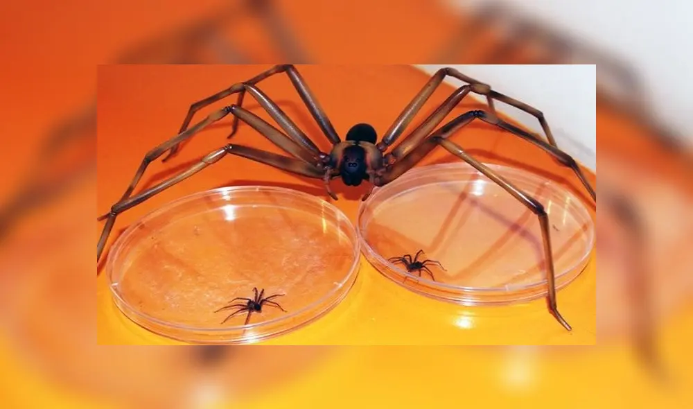 La araña casera se reconoce por su color marrón y su figura de “violín” en el dorso del cefalotórax. Foto: Andina La araña casera se reconoce por su color marrón y su figura de “violín” en el dorso del cefalotórax. Foto: Andina