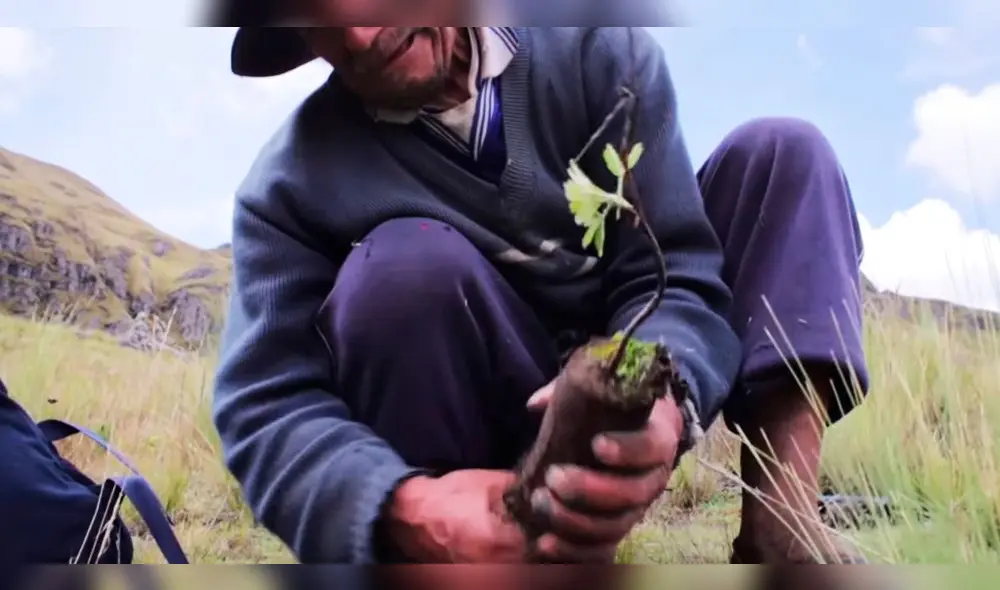 La arroba de papa se cotiza entre S/ 10 y S/ 12, mientras que el kg de habas se vende a S/ 1. Foto: referencial archivo La República