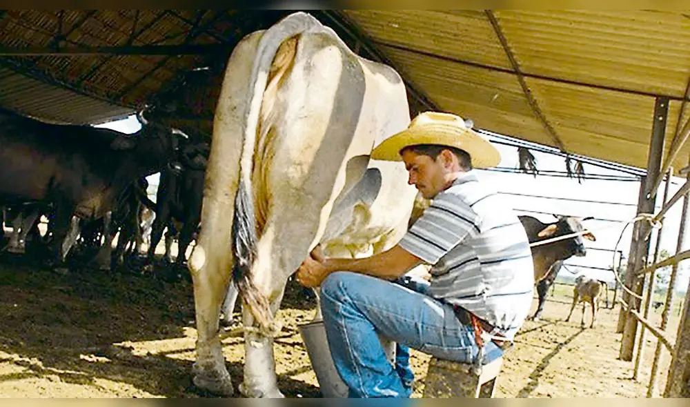 Aumento podría salvar a la ganadería lechera nacional. Foto: difusión. Aumento podría salvar a la ganadería lechera nacional. Foto: difusión.