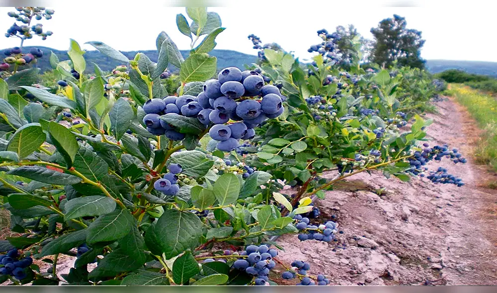 La Libertad se va consolidando en la exportación de arándanos. Foto: Midagri