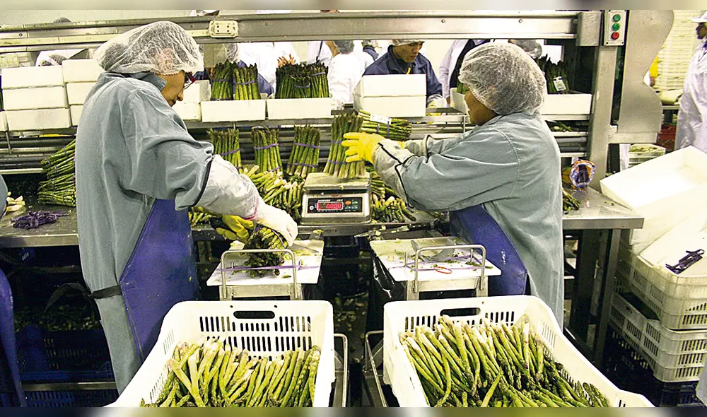 Los espárragos, uva y palta tienen gran demanda en mercados extranjeros. Foto: La República
