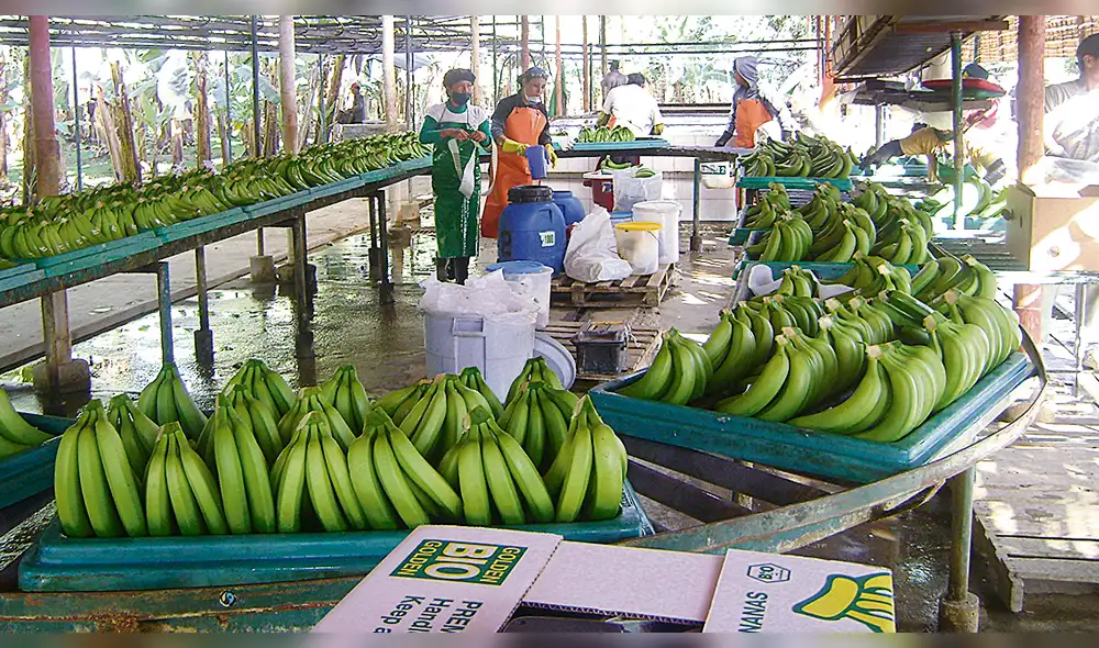 El plátano y el banano son uno de los principales cultivos de exportación y de consumo en 14 regiones del país, siendo el volumen de producción alrededor de 2 millones de toneladas anuales aproximadamente.