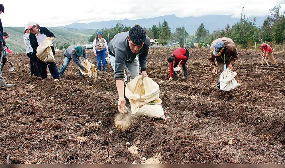 Midagri y el MEF buscan cubrir parte del costo de los fertilizantes adquiridos para la campaña agrícola agosto 2021-julio 2022. Foto: Midagri