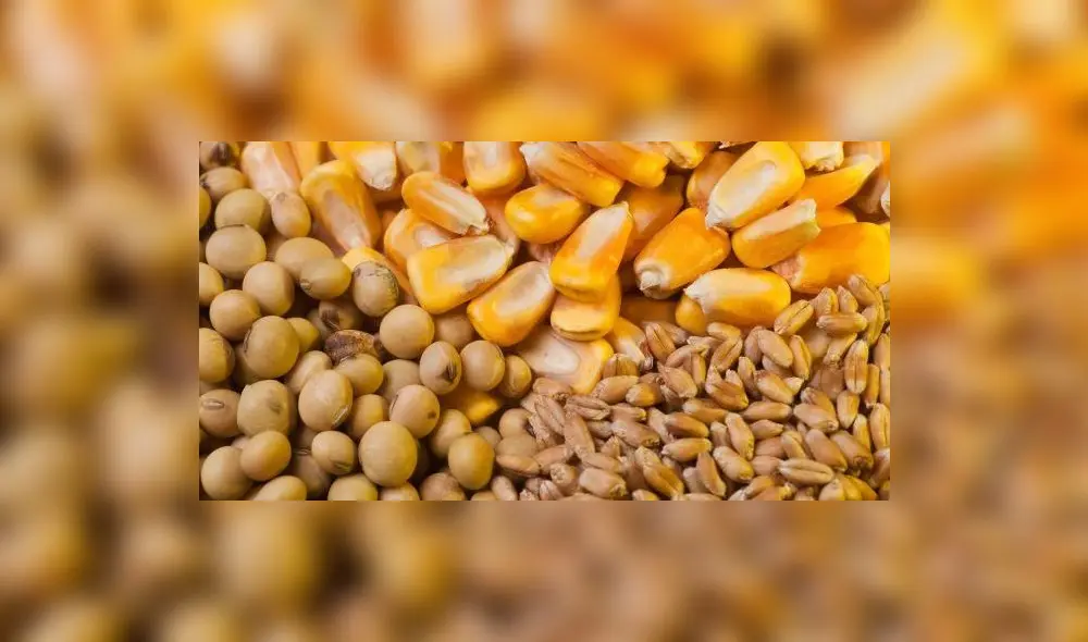 Según datos del USDA, la oferta mundial de maíz aumentará un 4,1% en la campaña 2021-2022. Foto: difusión