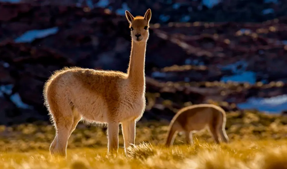 Viñas murieron tras el siniestro. Foto: Archivo La República Viñas murieron tras el siniestro. Foto: Archivo La República