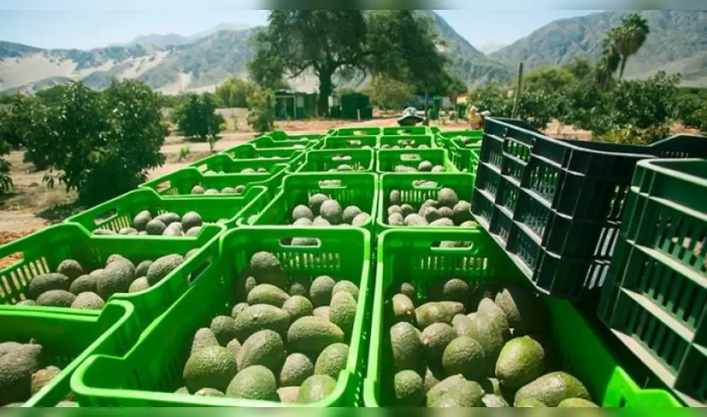 La palta, granada y uva, son los más exportados por Arequipa. Foto: Difusión