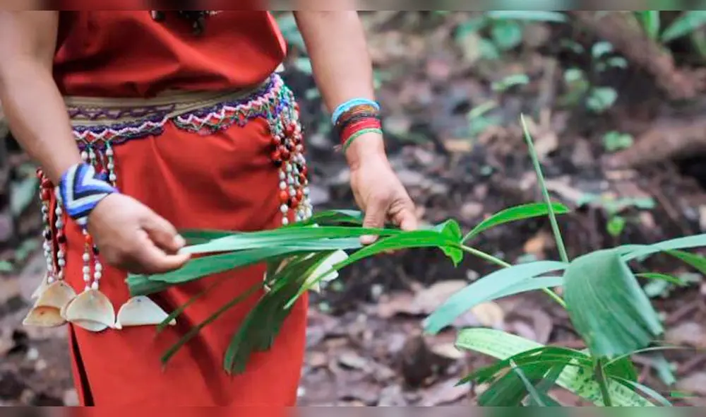 Programa busca reducir la tala ilegal y promover el desarrollo de cadenas con madera de origen legal. Foto: Difusión