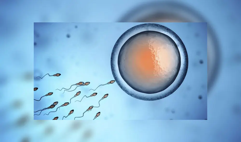 Óvulo humano a punto de ser fecundado por uno o más espermatozoides. Foto: Science Photo Library