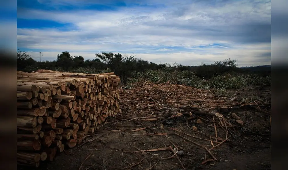 Foto: Minam. Foto: Minam.