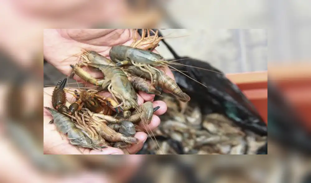 La comercialización de este producto se realiza en el Terminal Pesquero Río Seco y mercado El Palomar. Foto: difusión