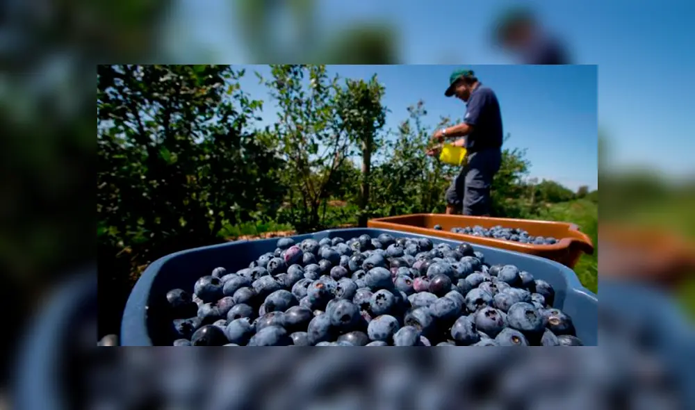 Crece agroexportación de arándanos. Foto: AGAP Crece agroexportación de arándanos. Foto: AGAP