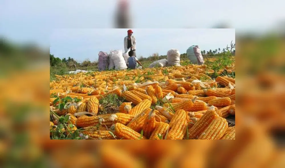 Maíz amarillo. Foto: Archivo Maíz amarillo. Foto: Archivo