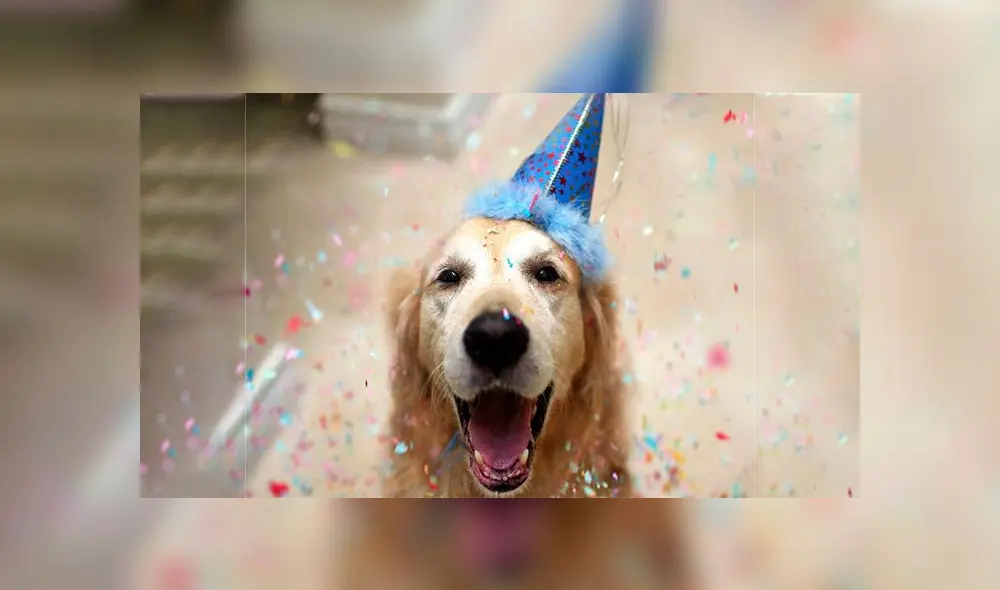 Este 21 de julio se celebra el Día Mundial del Perro, aunque no en todo el globo. (Foto: Red Capital)