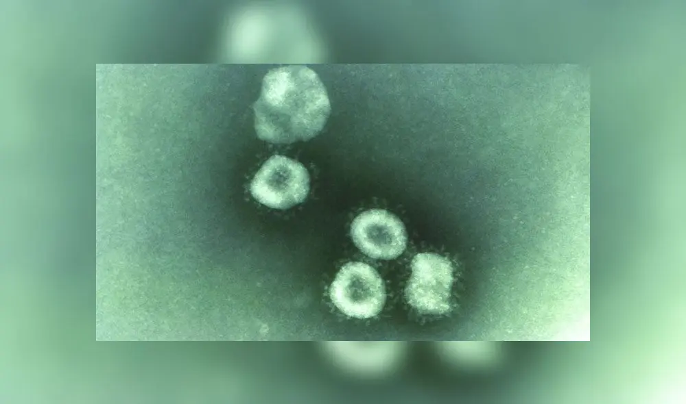La variante de Reino Unido tiene mutaciones en la proteína S, ubicada en las espículas del coronavirus. Imagen: CDC.