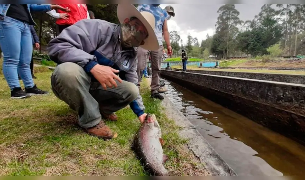 Cultivo de trucha. Foto referencial.
