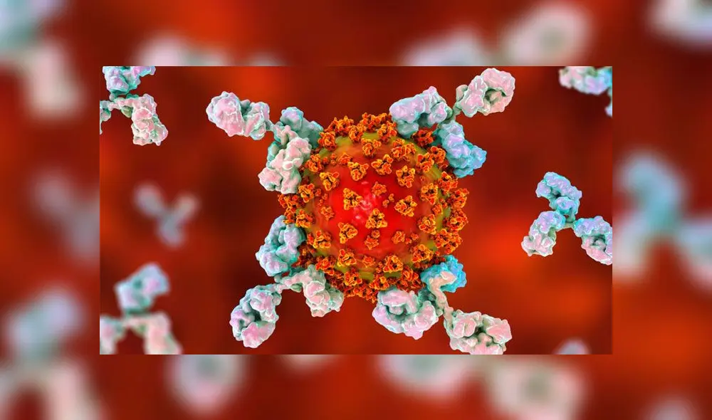 Representación del SARS-CoV-2 siendo atacado por anticuerpos. Foto: difusión / referencial