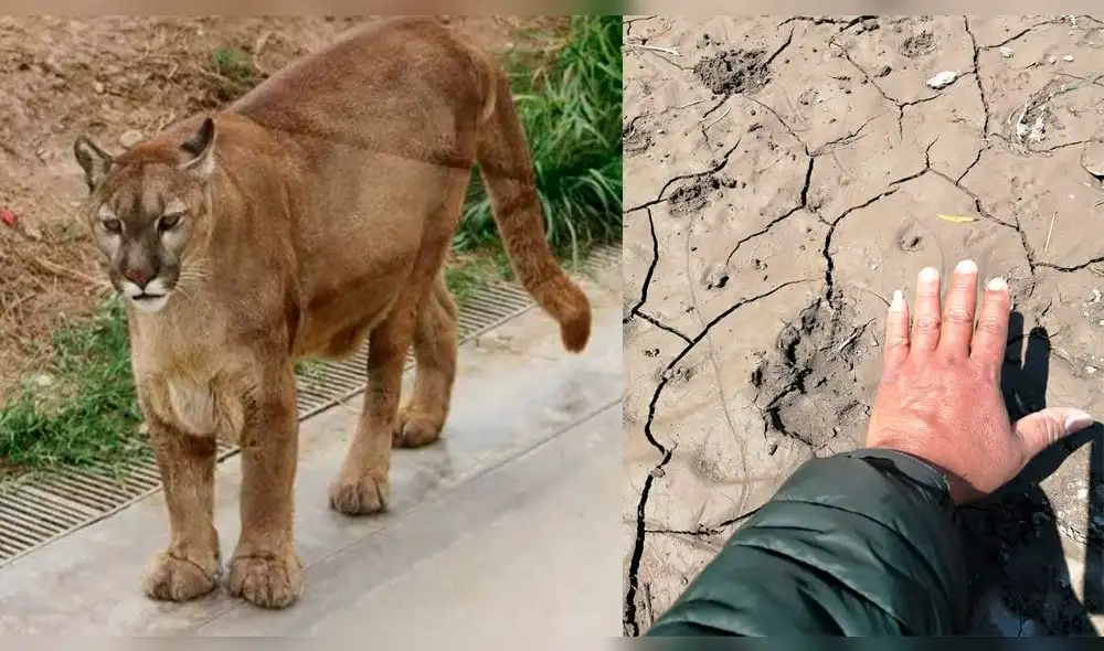 Pobladores esperan que el puma sea controlado. Foto: Referencial Radio La Ley.