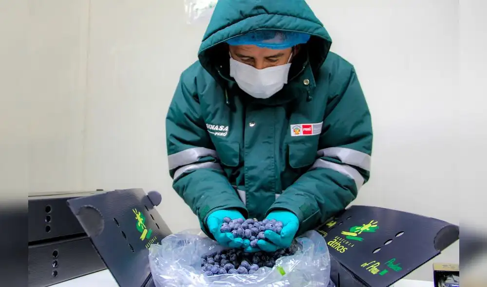 El principal producto exportado fue el arándano. Foto: Minagri El principal producto exportado fue el arándano. Foto: Minagri