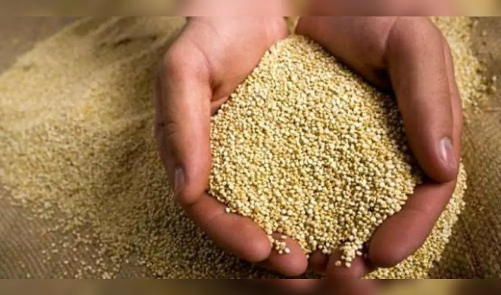 Las exportaciones de quinua continúan aumentando desde el año 2005. Foto: Senasa