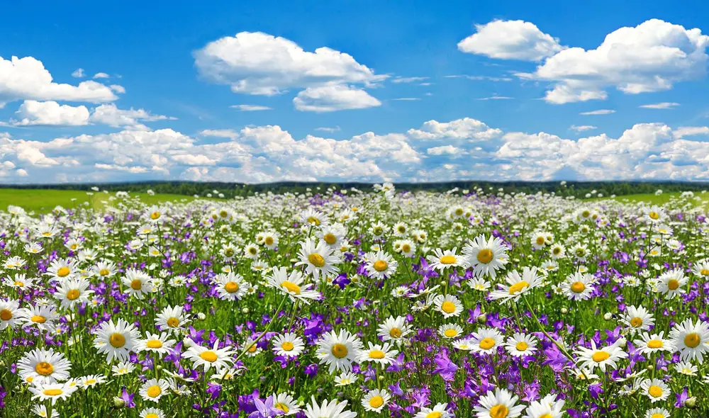 La primavera se caracteriza por el florecimiento de varias plantas y por su clima templado. Foto: difusión