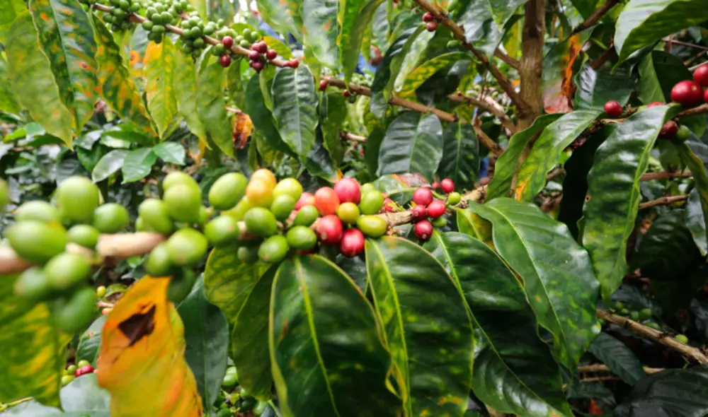 Proyecto para impulsar economía del norte se ejecutará en un plazo de 36 meses. Foto: difusión Proyecto para impulsar economía del norte se ejecutará en un plazo de 36 meses. Foto: difusión