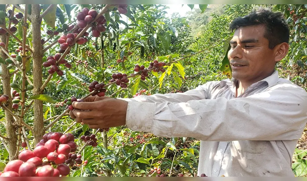 Autoridades apoyan a los productoresdel café en Piura. Foto: Devida Autoridades apoyan a los productoresdel café en Piura. Foto: Devida