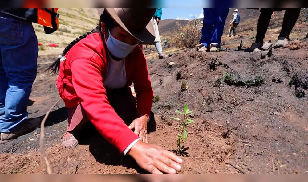 Campaña forestal será lanzada el 14 de diciembre. Foto: referencial/Municipalidad de Cusco Campaña forestal será lanzada el 14 de diciembre. Foto: referencial/Municipalidad de Cusco