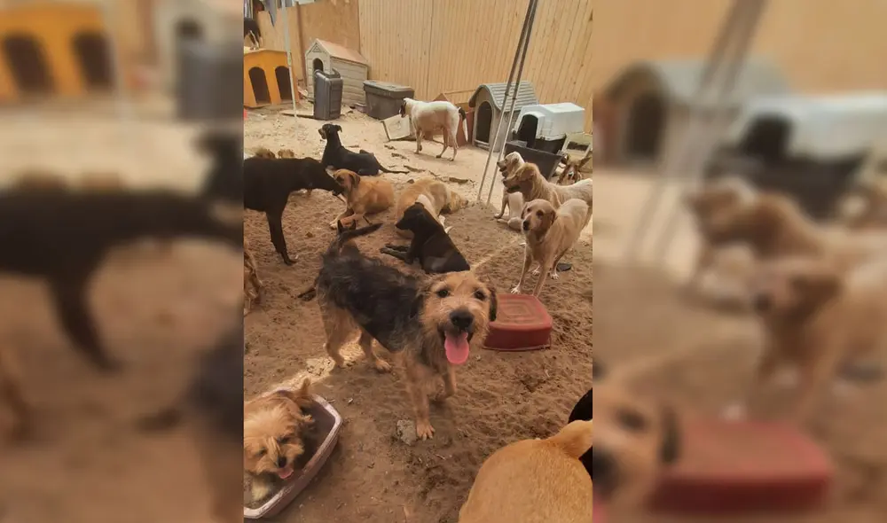 Piden ayuda para los perritos y gatitos de dicho establecimiento. Foto: Albergue Cuatro Patas