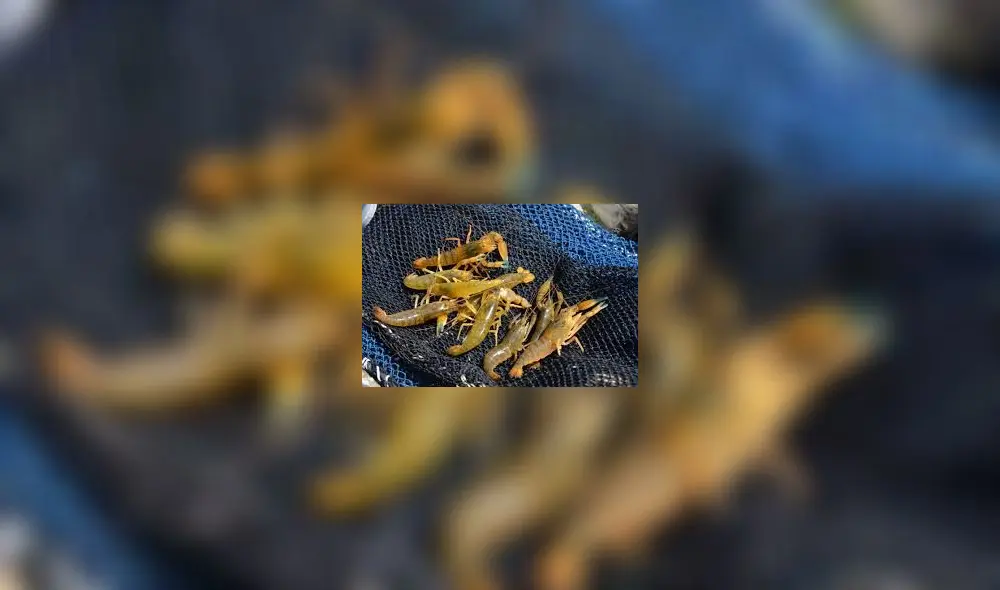 Camarón de río podrá pescarse hasta el 4 de enero de 2022. Foto: Referencial