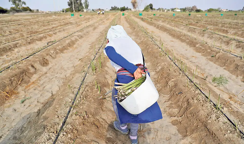 Laboral. Piura, Ica, La Libertad y Lambayeque son las regiones que concentran el mayor número de trabajadores agroindustriales en el país. Foto: EFE