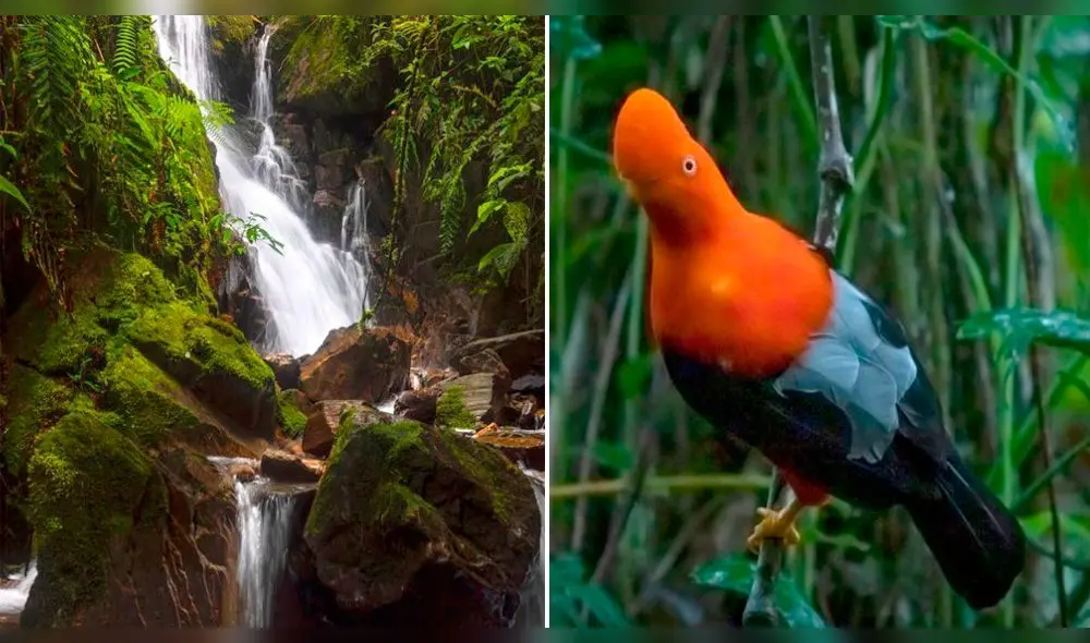 Flora y fauna permanecen en peligro por organizaciones criminales. Foto: La República Flora y fauna permanecen en peligro por organizaciones criminales. Foto: La República